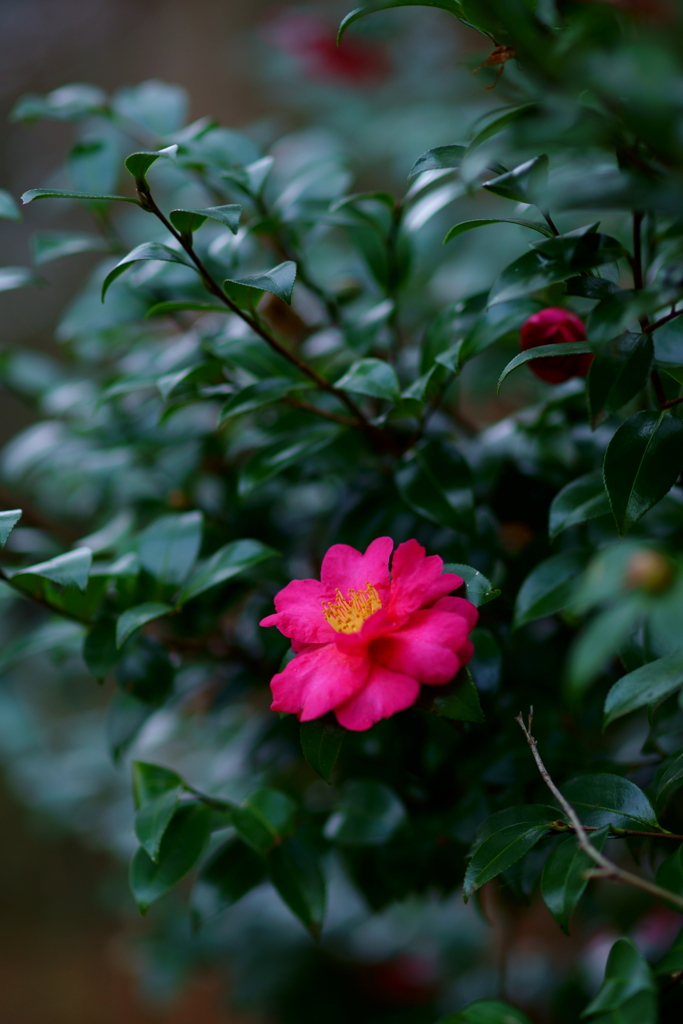 花一輪