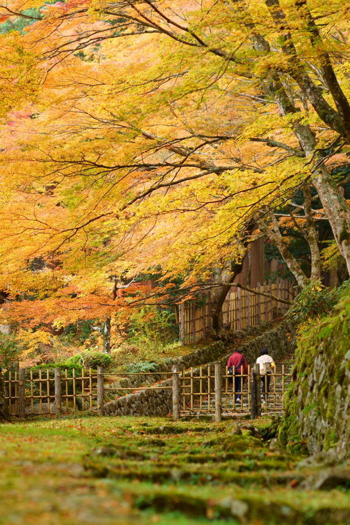 紅葉散策