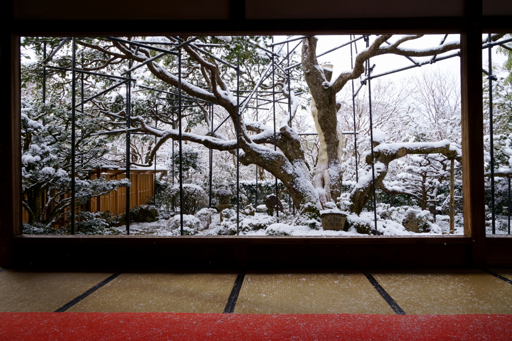 風雪に耐え抜いた老木