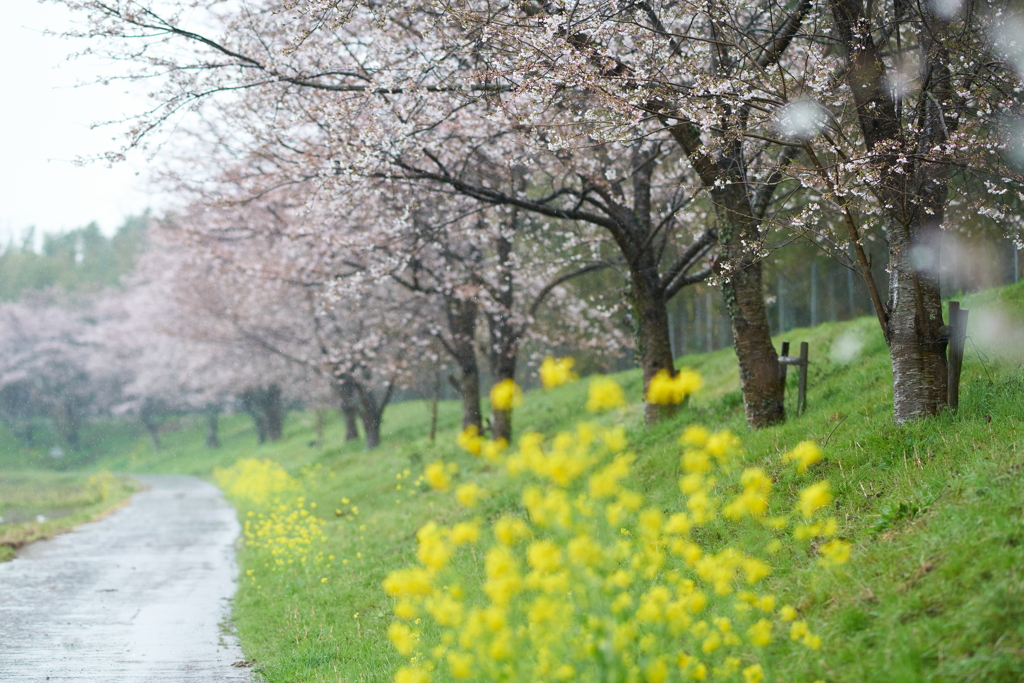 花雨