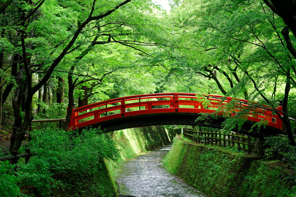 青もみじに映える鶯橋
