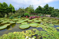 水生植物公園