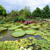 水生植物公園