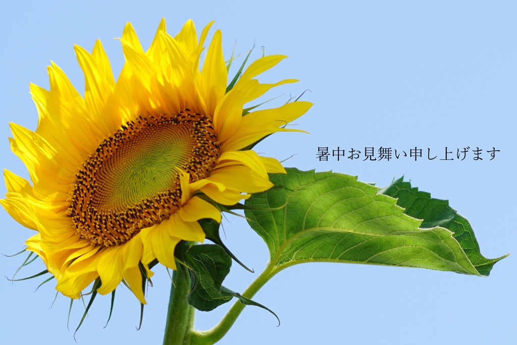 暑中お見舞い申し上げます