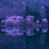 湖畔の山桜