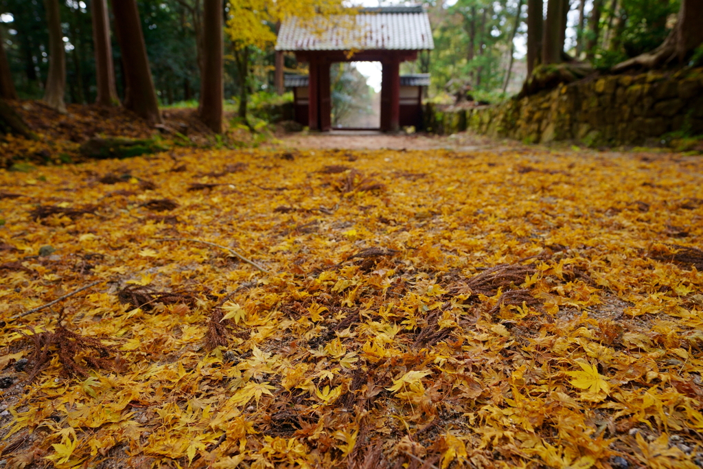 黄葉の山門