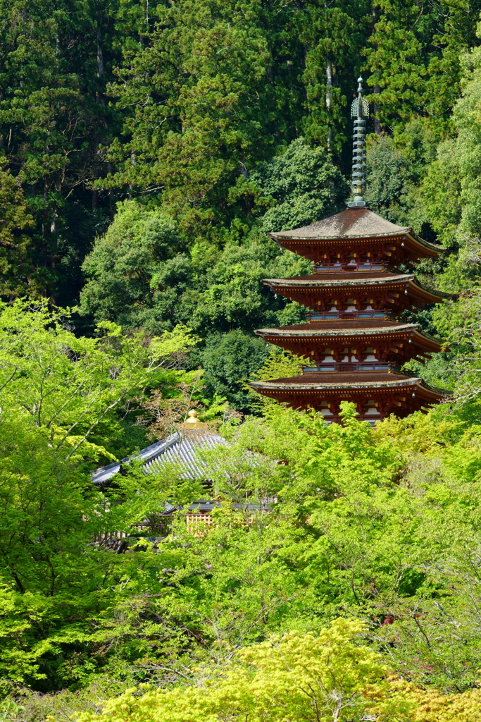 新緑に佇む五重塔