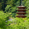 新緑に佇む五重塔