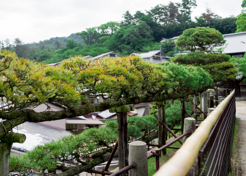 宮島に来たよ