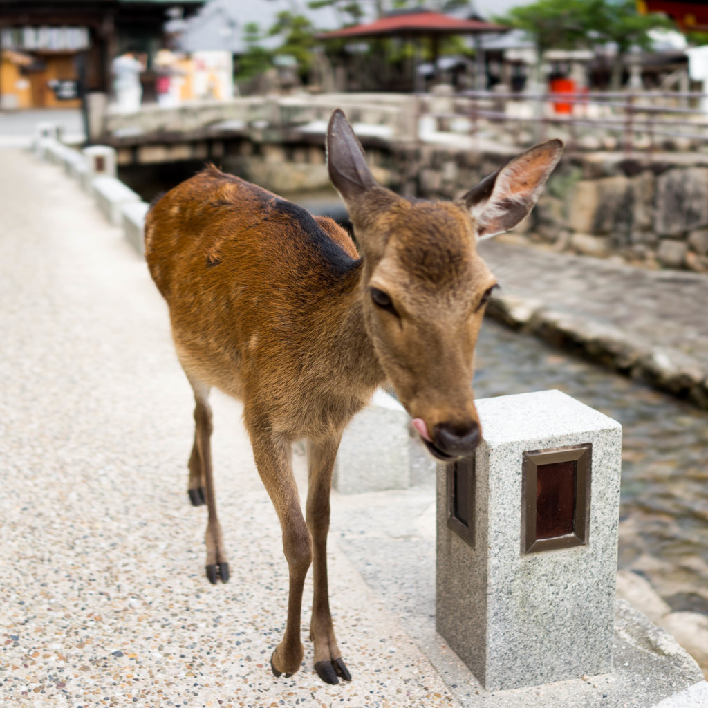 宮島散歩