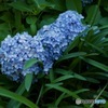 紫陽花