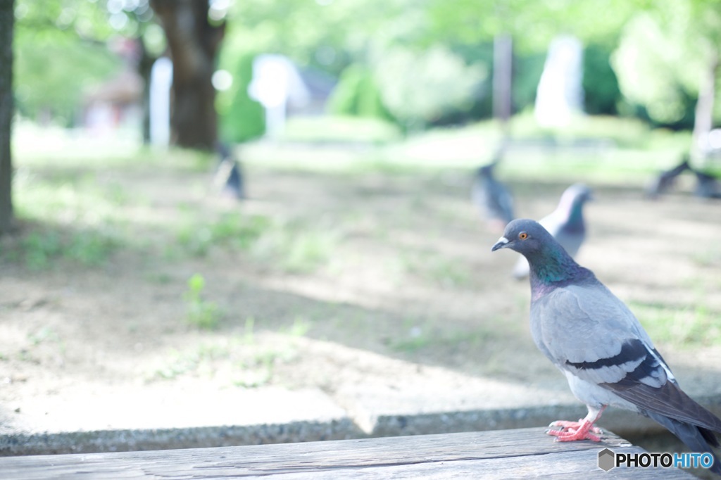 鳩
