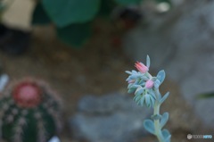 エケベリアの花が咲きそう