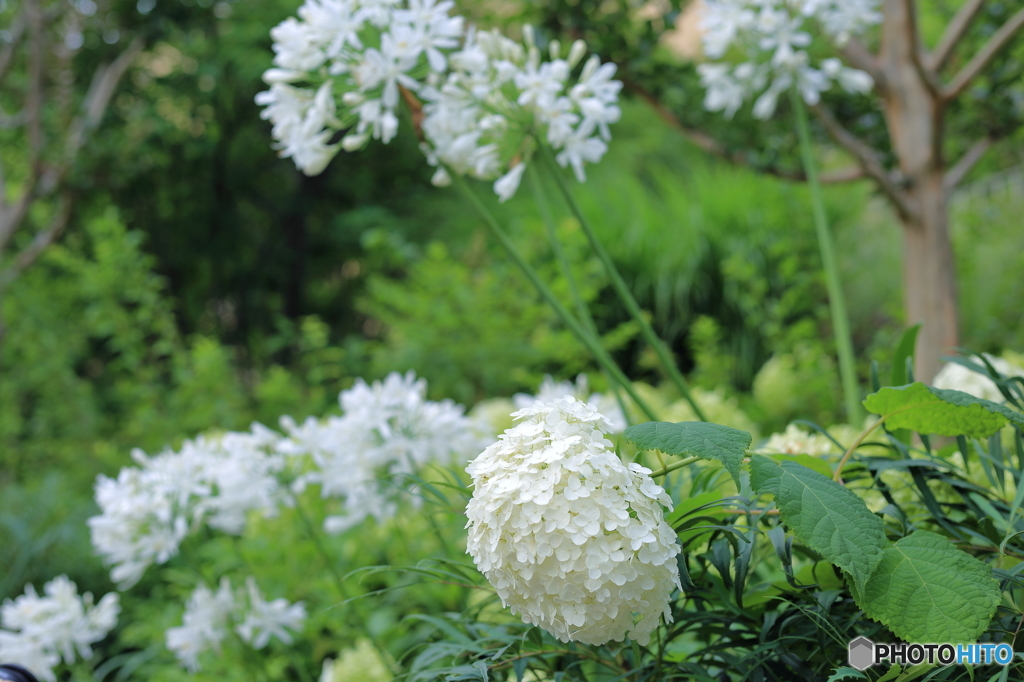 白い紫陽花