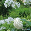 白い紫陽花