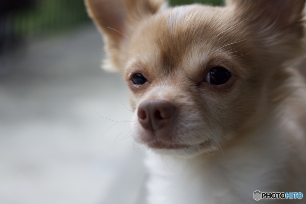 うちのワンちゃん