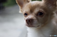 うちのワンちゃん