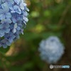 紫陽花