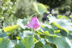 蓮の花