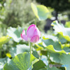 蓮の花