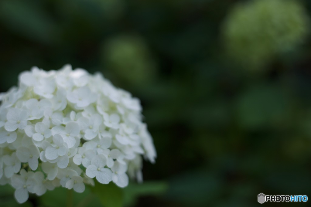 白い紫陽花