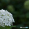 白い紫陽花