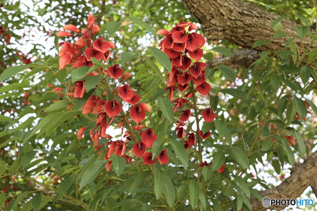 お寺にあった花