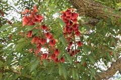 お寺にあった花