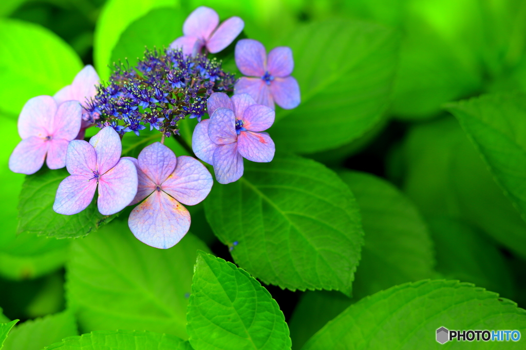 紫陽花２