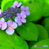 紫陽花２