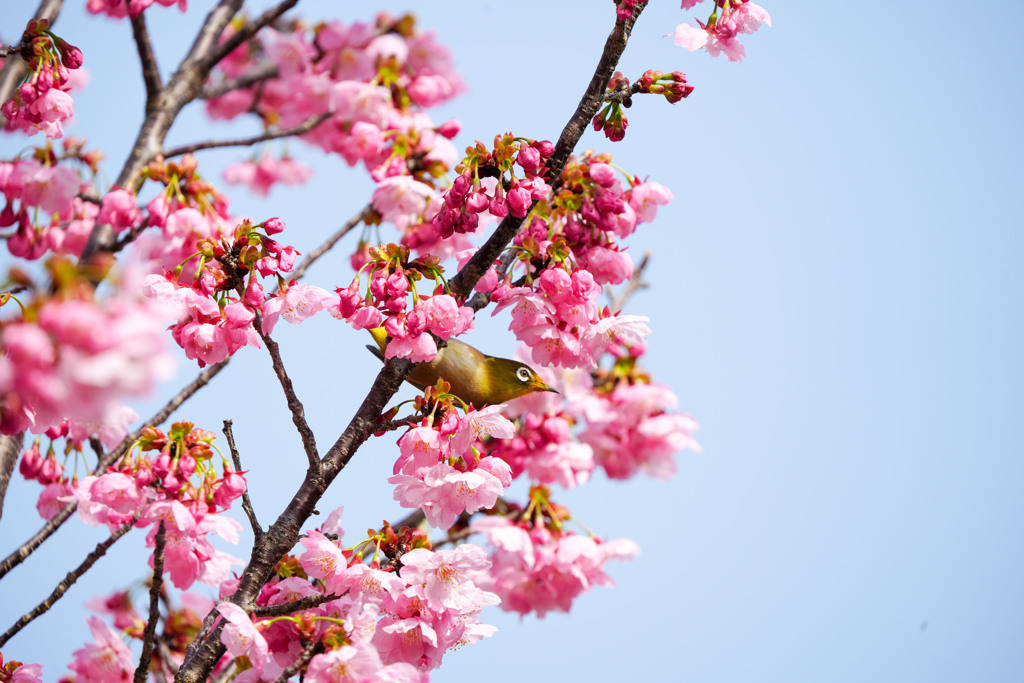 陽光桜のメジロ