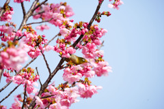陽光桜のメジロ
