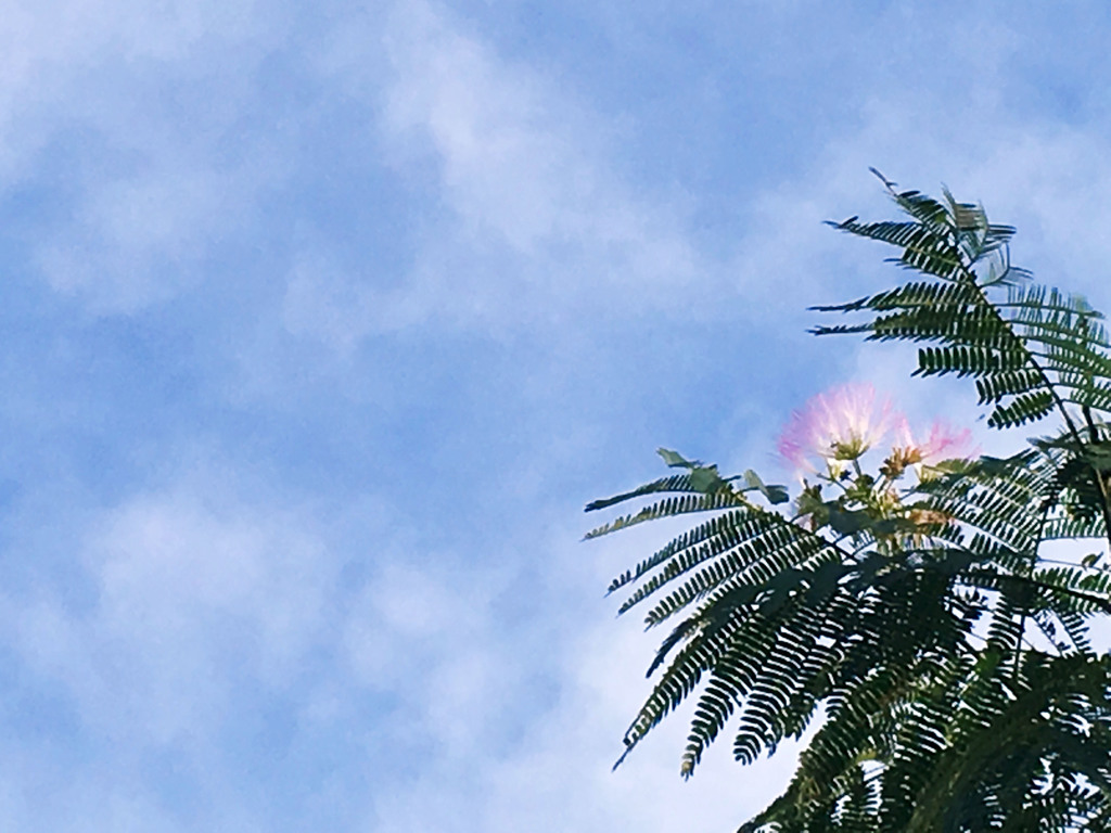 初夏