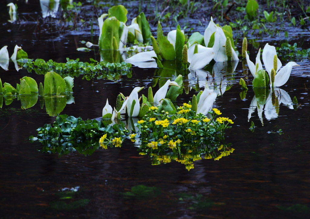 white＆yellow