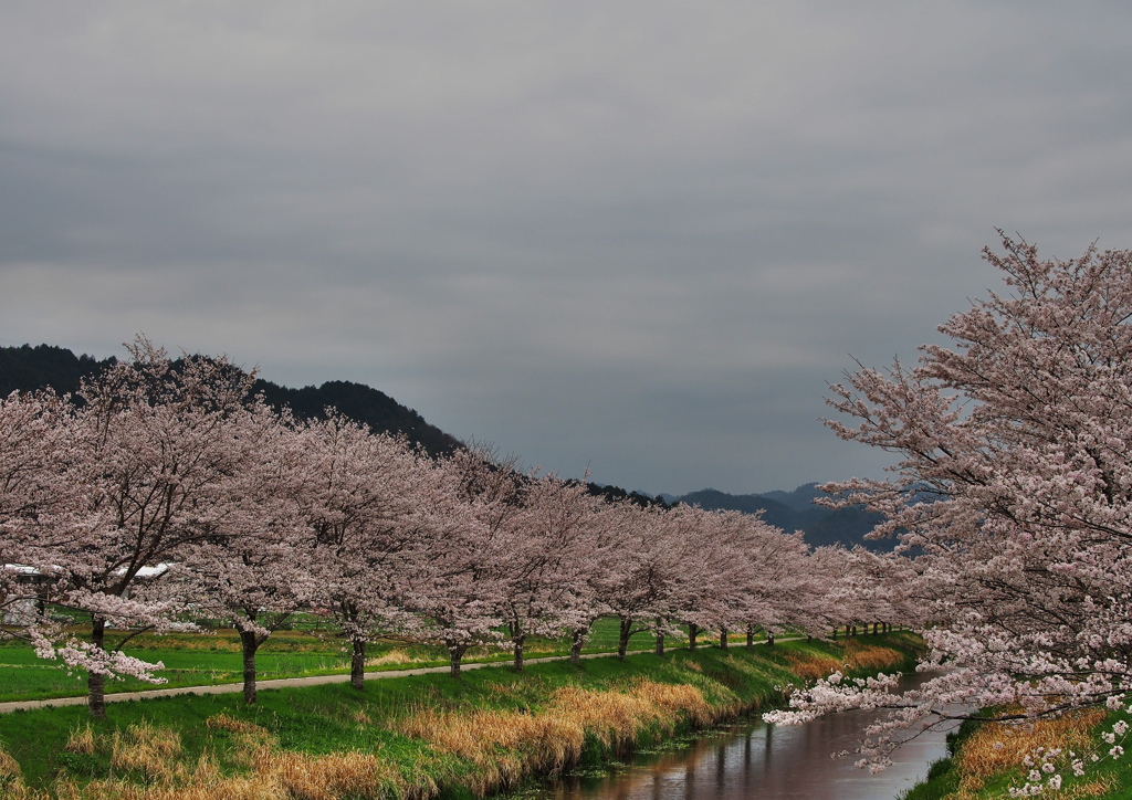 桜並木の風景2