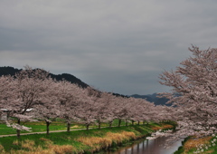桜並木の風景2