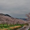 桜並木の風景2