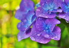 庭の紫陽花5