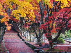 鶏足寺の紅葉④