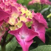 紫陽花