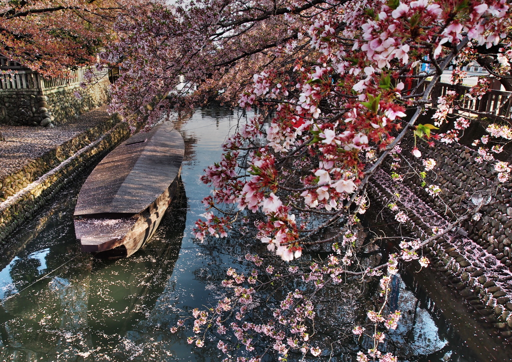 sakura