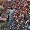 sakura