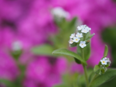 forget-me-not