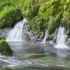 苔むす川に癒されて3