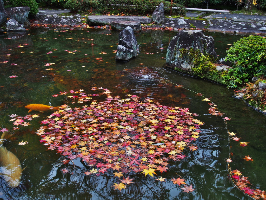 池の中で