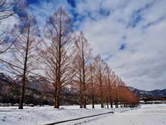 雪のメタセコイア並木