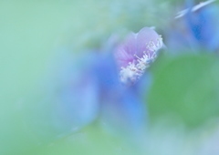 庭の紫陽花3
