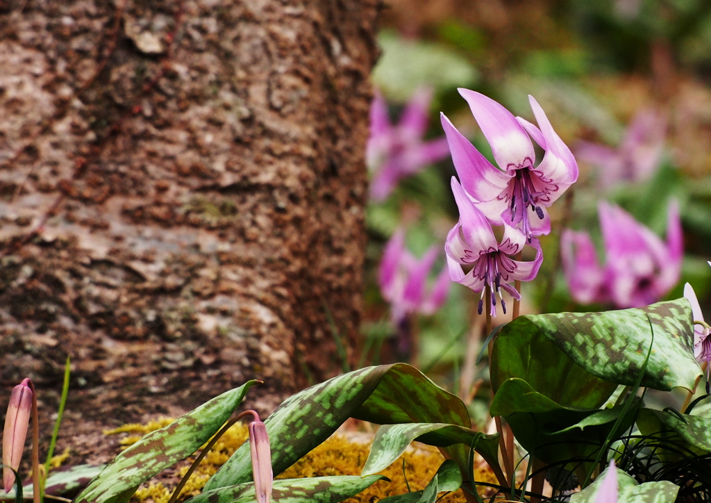 Erythronium初恋