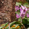 Erythronium初恋