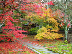 紅葉